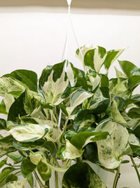 Pothos Manjula with large wavy leaves featuring bright white and green marbled variegation