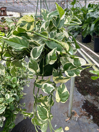 Pothos N'Joy trailing vine with crisp white and green variegated leaves in nursery pot