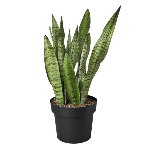 Snake Plant Zeylanica with tall upright dark green leaves marked with distinctive light banding