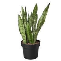 Snake Plant Zeylanica with tall upright dark green leaves marked with distinctive light banding