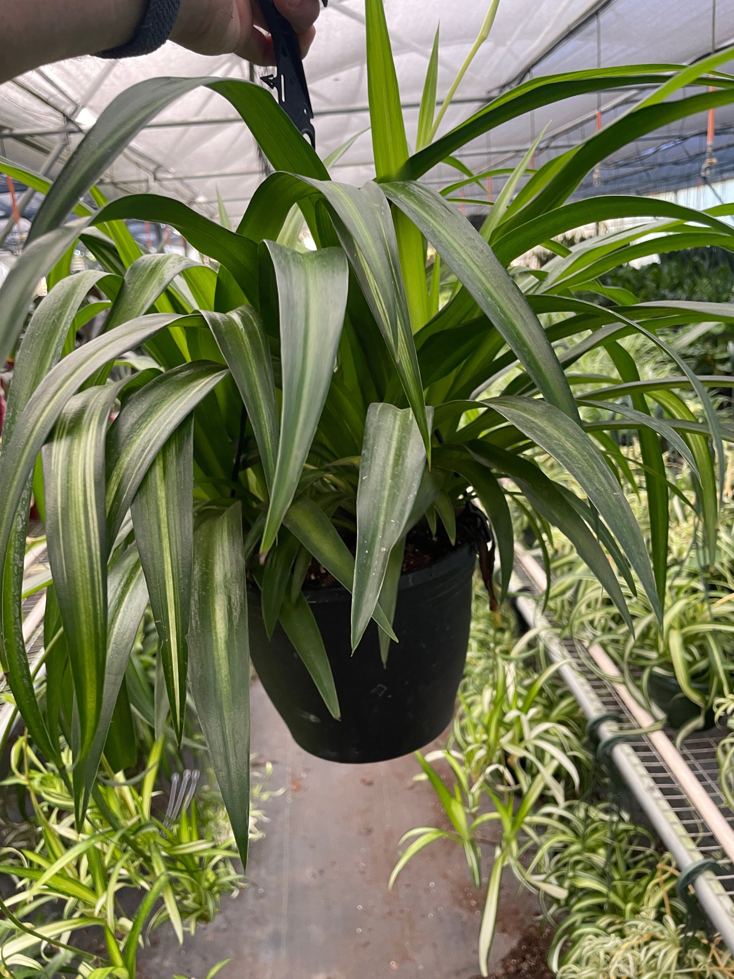 chlorophytum hawaiian spider Spider Plant 'Hawaiian' 4" Pot
