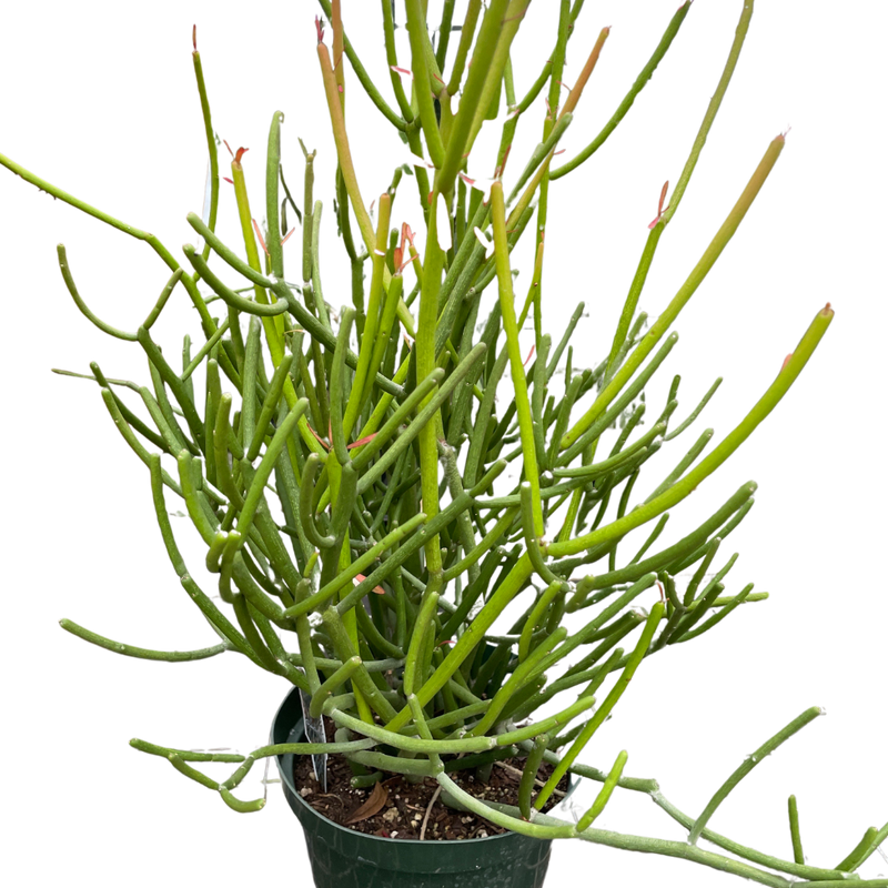 firestick succulent plant Euphorbia 'Pencil Cactus'