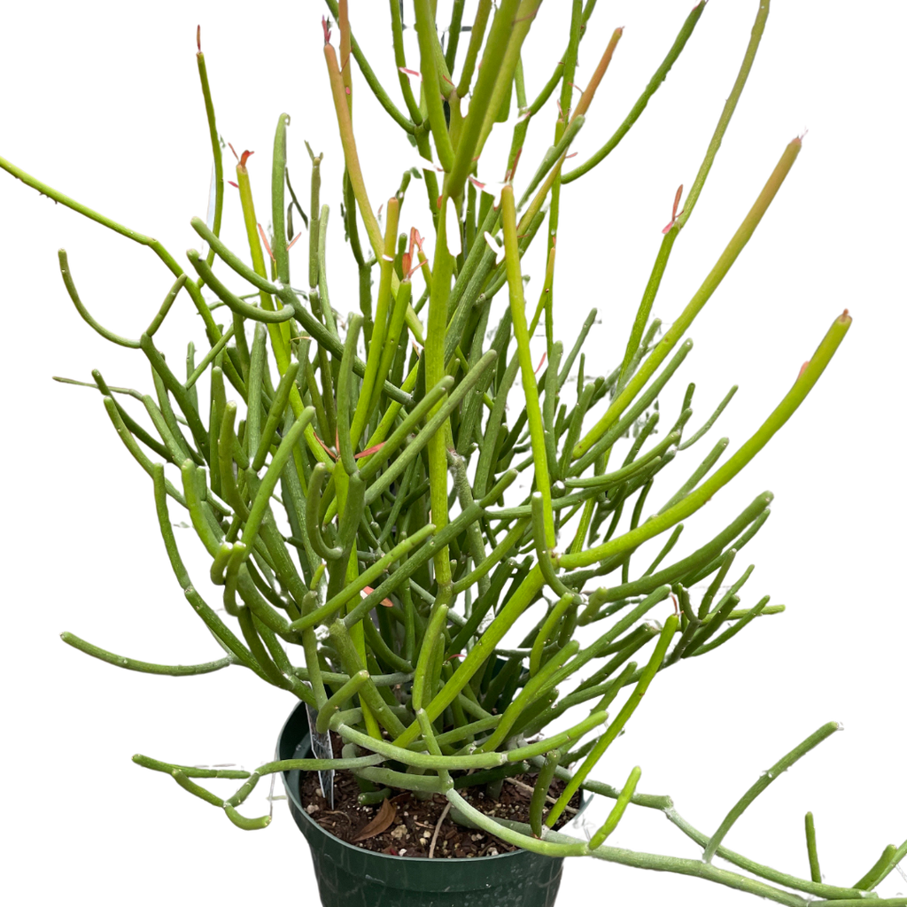 Euphorbia 'Pencil Cactus'
