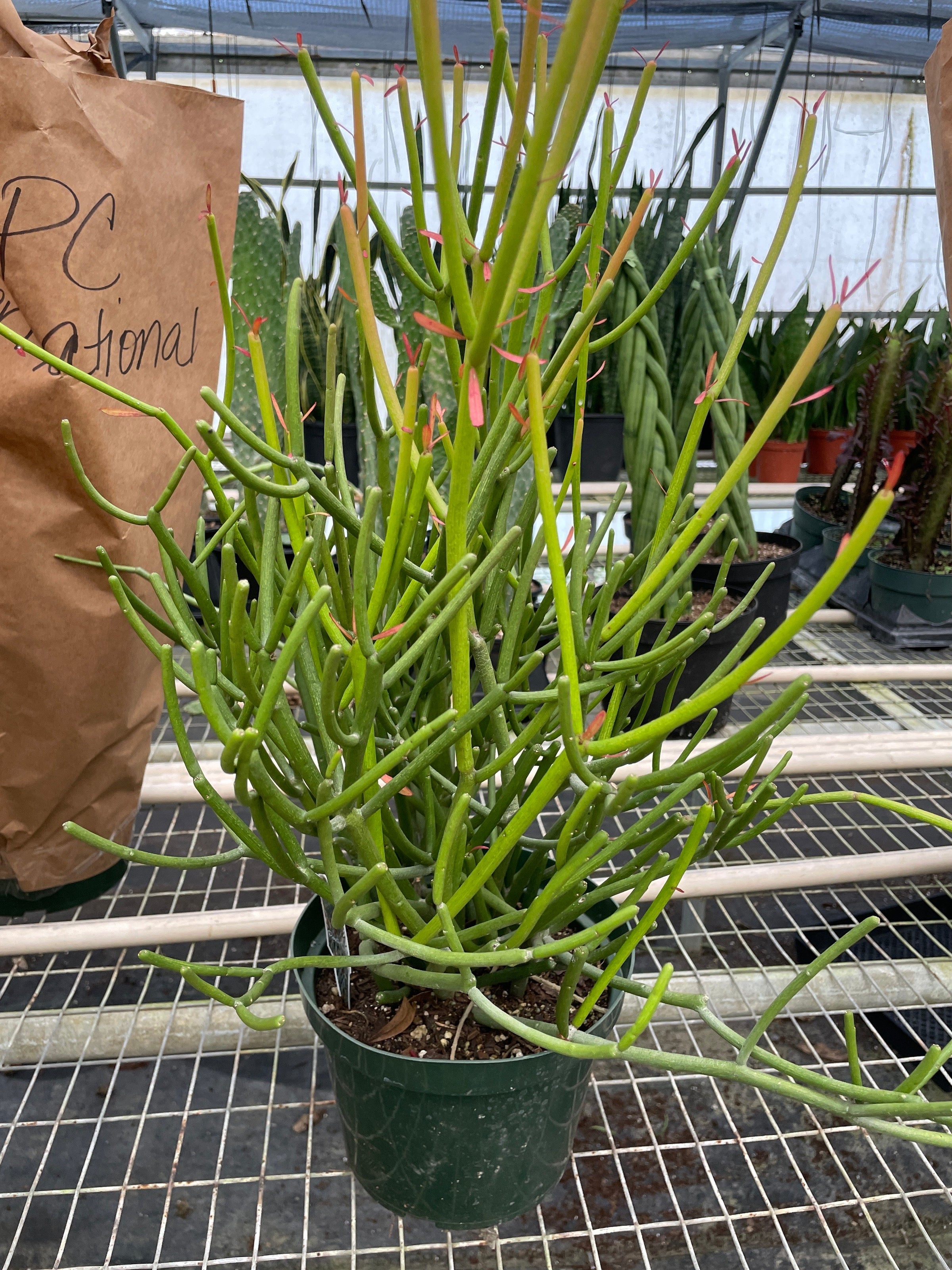 pencil cactus firestick Euphorbia Pencil Cactus