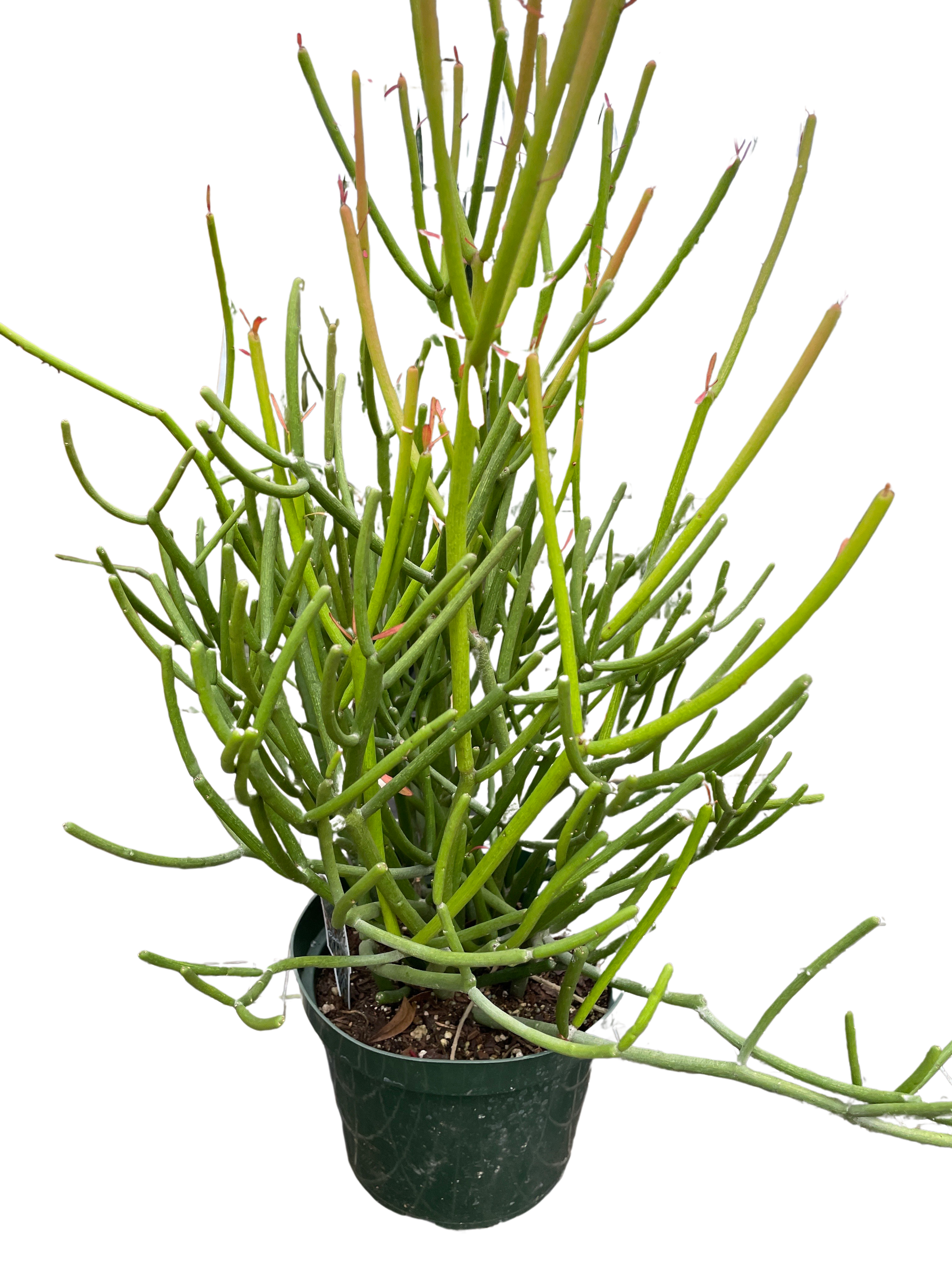 pencil cactus wiki EUPHORBIA 'PENCIL CACTUS'