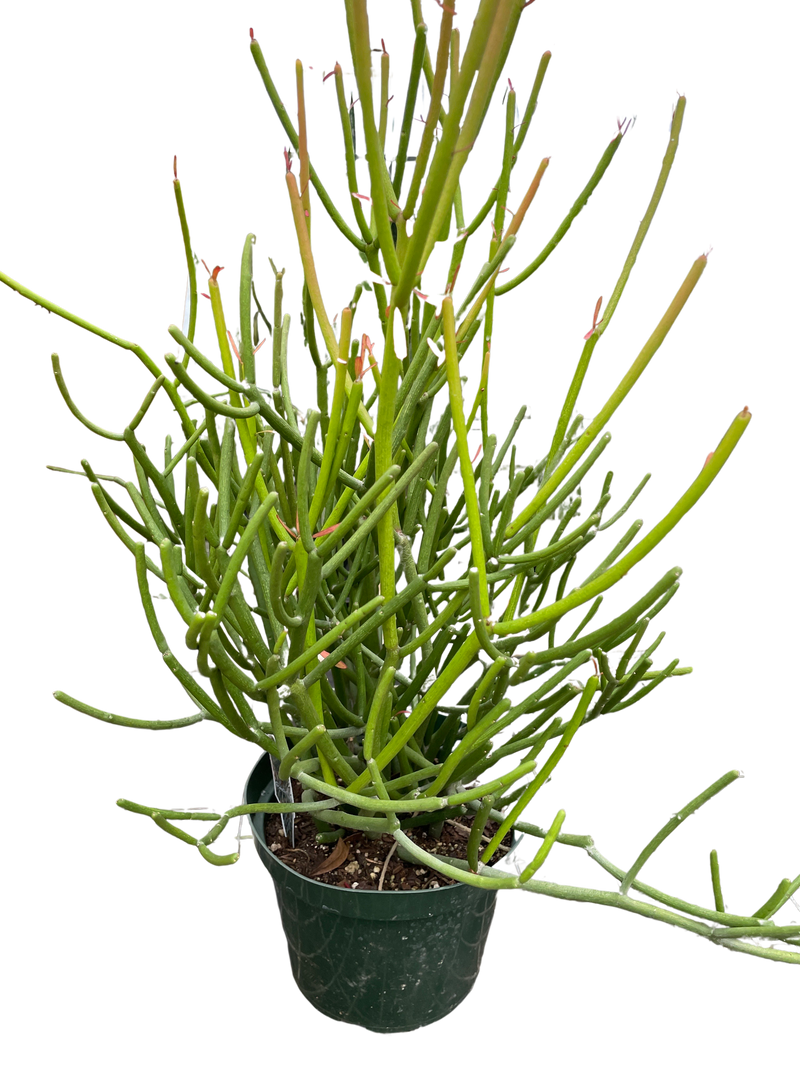 orange pencil cactus Euphorbia 'Pencil Cactus'