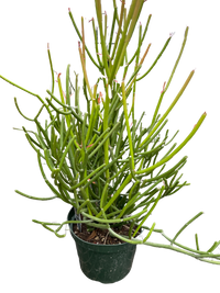 EUPHORBIA 'PENCIL CACTUS'