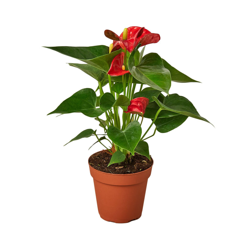 Anthurium 'Red'