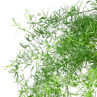 Fern 'Sprengeri'