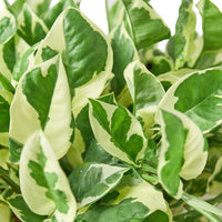 Pothos N'Joy trailing vine with crisp white and green variegated leaves in nursery pot