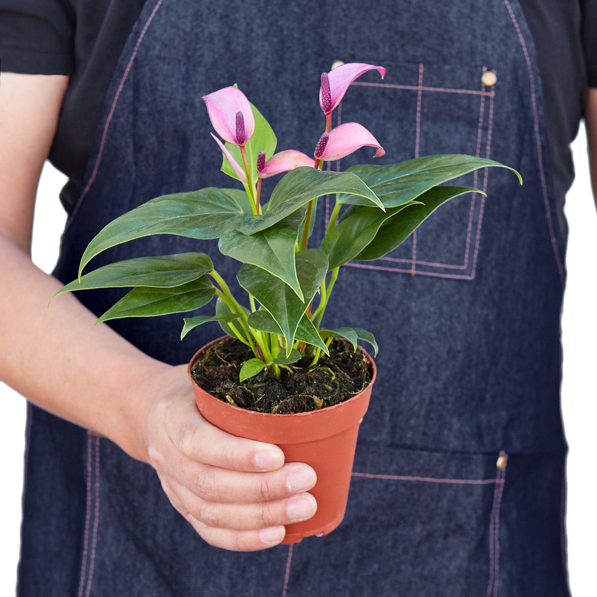 anthurium flower spathe Anthurium Purple 4"
