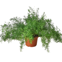 Fern 'Sprengeri'