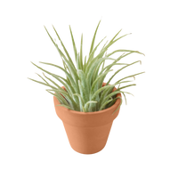 Ionantha Guatemala Tillandsia Air Plant with Terra Cotta