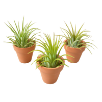 3 Ionantha Air Plants with Mini Terra Cotta Pots