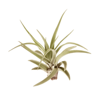 Tillandsia Air Plant Veluntina