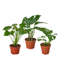 Monstera Bundle