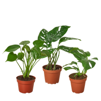 Monstera Bundle