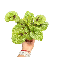 Begonia 'Iron Cross'