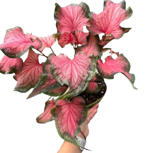Caladium Red Flash