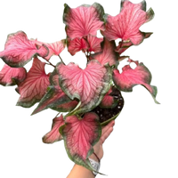 Caladium Red Flash