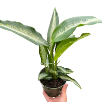 Dieffenbachia Panther