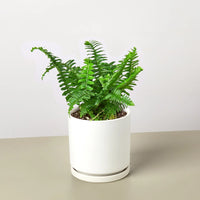 Jester's Crown Fern