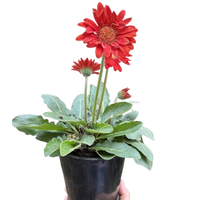 Gerbera Sweet Love Red