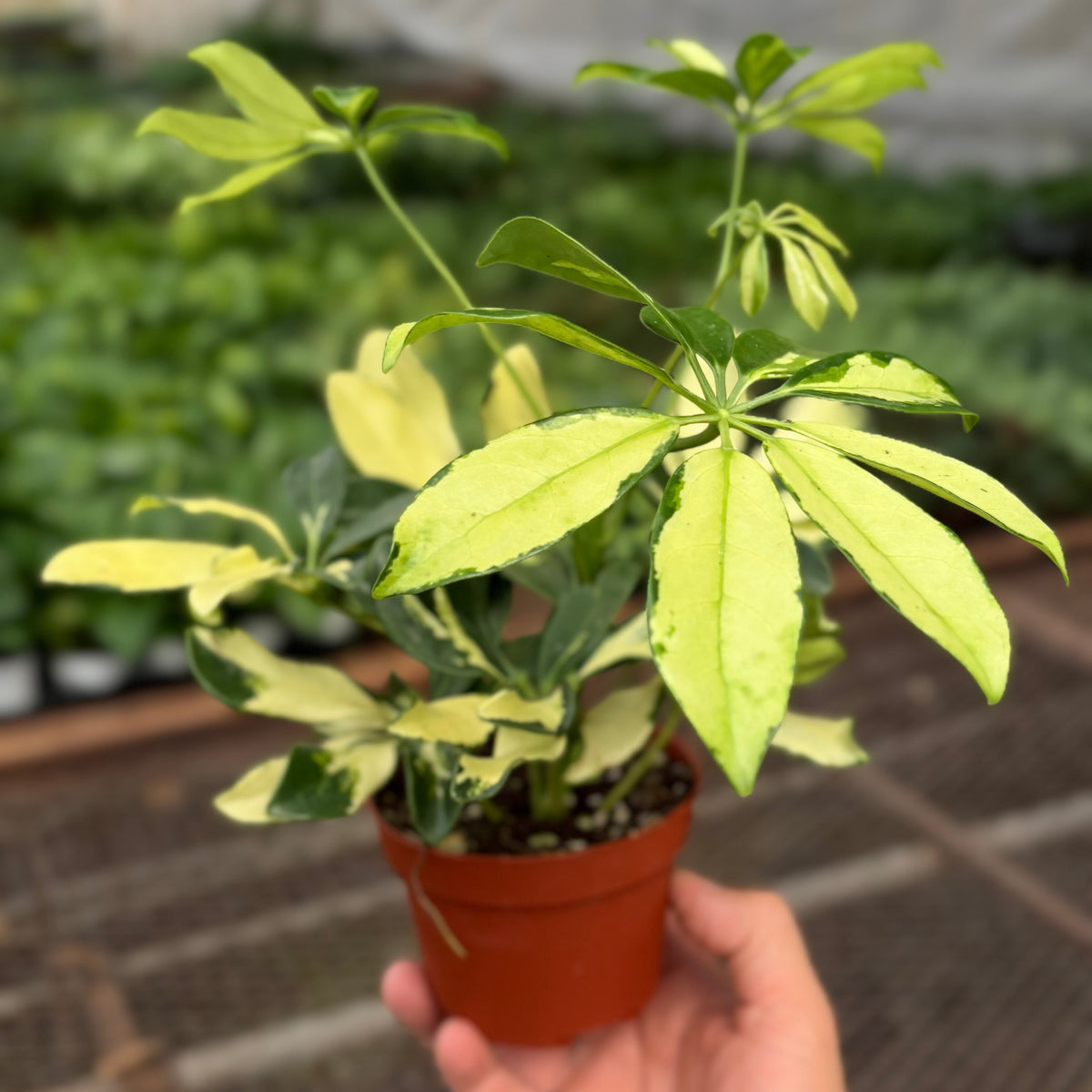 Schefflera Trinette with umbrella-shaped leaves in creamy yellow and green variegation