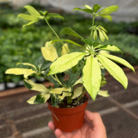 Schefflera Trinette with umbrella-shaped leaves in creamy yellow and green variegation