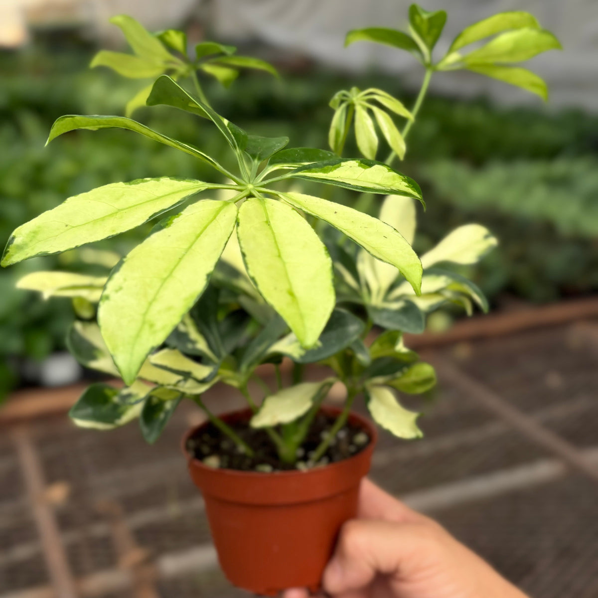 Schefflera Trinette with umbrella-shaped leaves in creamy yellow and green variegation