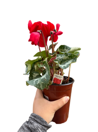 Cyclamen 'Red'