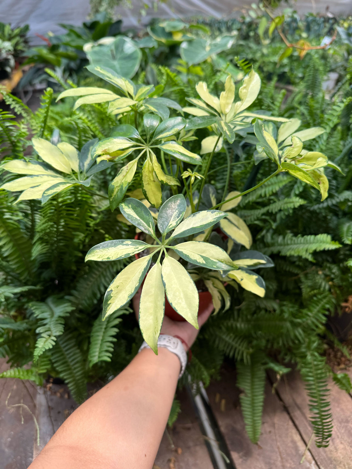 Schefflera Trinette with umbrella-shaped leaves in creamy yellow and green variegation