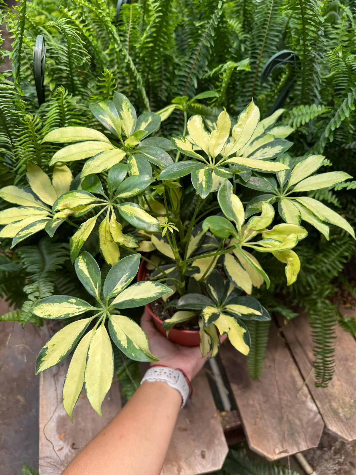 Schefflera Trinette with umbrella-shaped leaves in creamy yellow and green variegation
