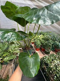 Farfugium Japonicum Leopard Plant with large round glossy leaves spotted in gold