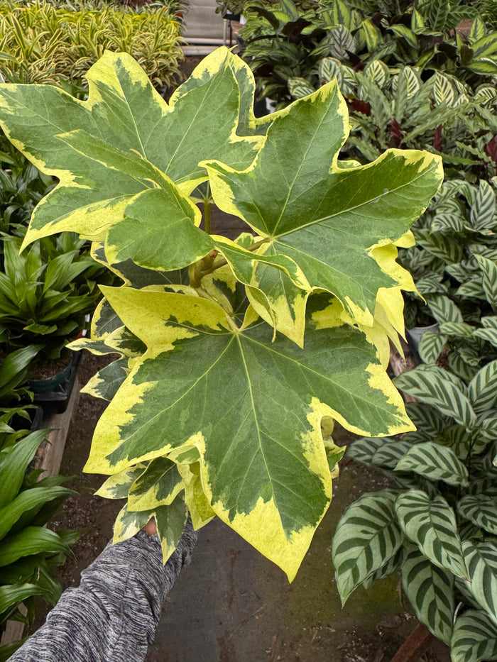 Ivy Tree Variegated