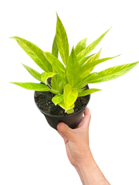 Philodendron 'Calkins Gold'