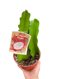Dragon Fruit