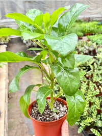 Schefflera Actinophylla umbrella tree with glossy green star-shaped leaves on tall stem