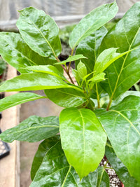 Schefflera Actinophylla umbrella tree with glossy green star-shaped leaves on tall stem