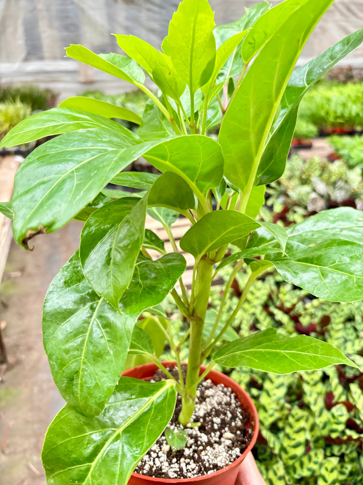 Schefflera Actinophylla umbrella tree with glossy green star-shaped leaves on tall stem