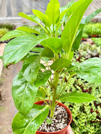Schefflera Actinophylla umbrella tree with glossy green star-shaped leaves on tall stem