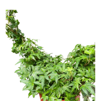 Ivy Green Topiary Heart