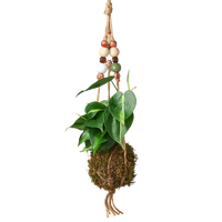 Bead Kokedama Moss Ball Hanging Plant