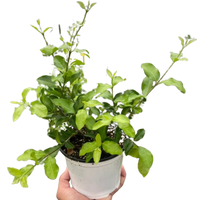 Malpighia Barbados Cherry