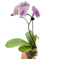 Orchid 'Light Pink Phalaenopsis'