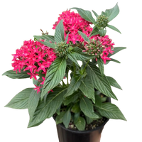 Pentas Red