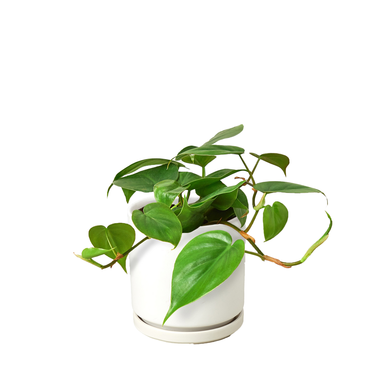 Philodendron Cordatum Heartleaf trailing vine with glossy dark green heart-shaped leaves
