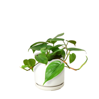Philodendron Cordatum Heartleaf trailing vine with glossy dark green heart-shaped leaves