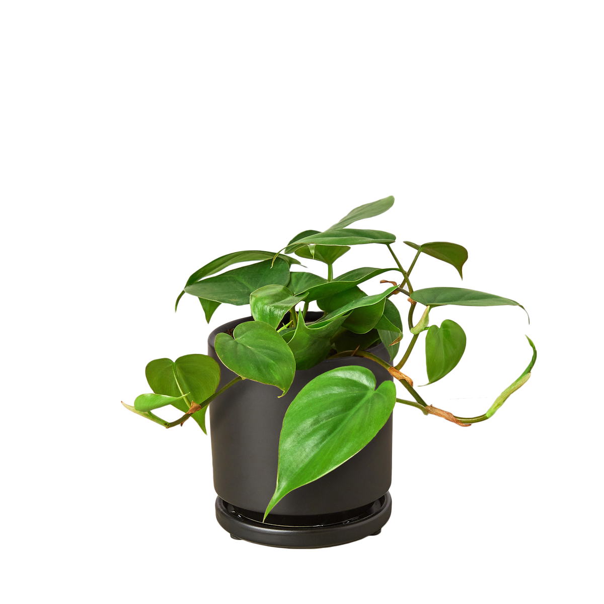 Philodendron Cordatum Heartleaf trailing vine with glossy dark green heart-shaped leaves