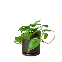 Philodendron Cordatum Heartleaf trailing vine with glossy dark green heart-shaped leaves
